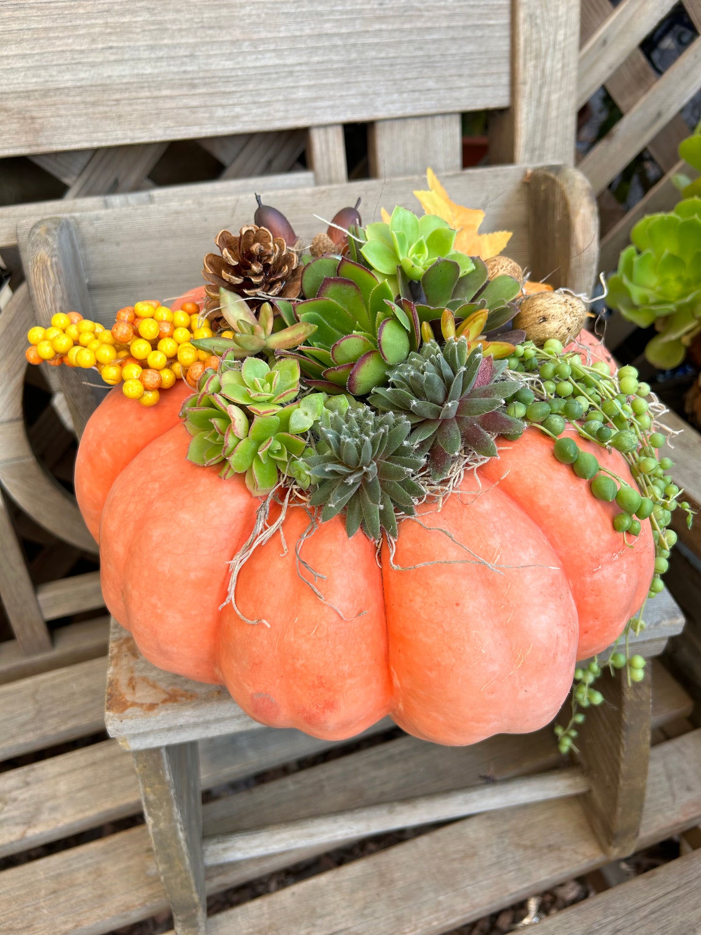 AA Fall Pumpkin Succulent Arrangement Class 10/25