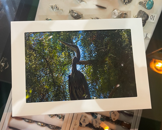 4 x 6 Adam's Photography - Great Blue Heron - Ridgemark Golf Club & Resort - Hollister, CA