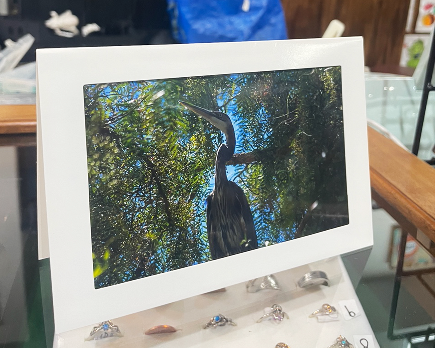 4 x 6 Adam's Photography - Great Blue Heron - Ridgemark Golf Club & Resort - Hollister, CA