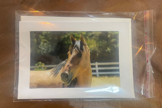 4 x 6 Adam's Photography - Horse