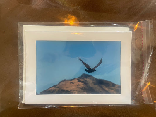 4 x 6 Adam's Photography - Bird