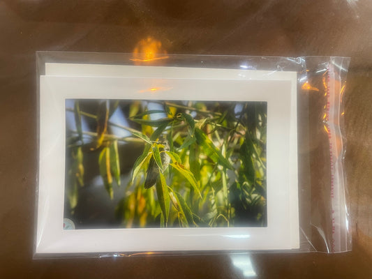 4 x 6 Adam's Photography - Hummingbird