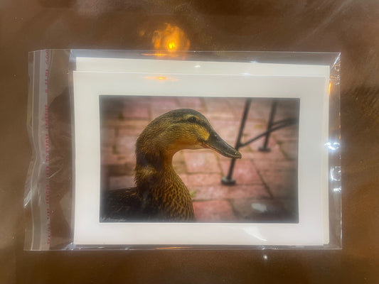 4 x 6 Adam's Photography - Duck