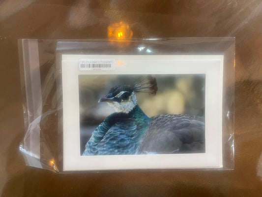 4 x 6 Adam's Photography - Peacock