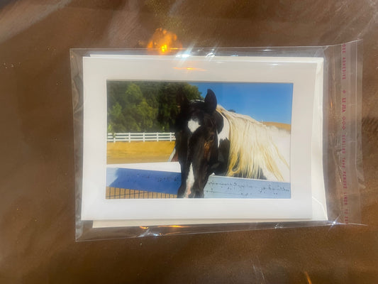 4 x 6 Adam's Photography - Horse