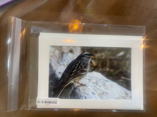 4 x 6 Adam's Photography - Bird