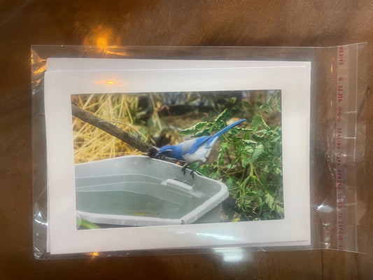 4 x 6 Adam's Photography - Scrub Jay bird