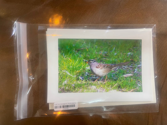 4 x 6 Adam's Photography - Bird