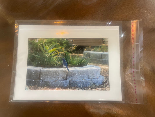4 x 6 Adam's Photography - Scrub Jay bird