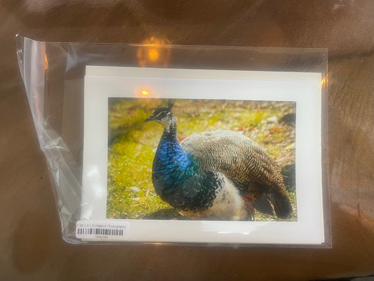 4 x 6 Adam's Photography - Peacock