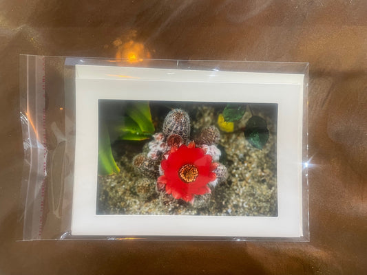 4 x 6 Adam's Photography - Flower