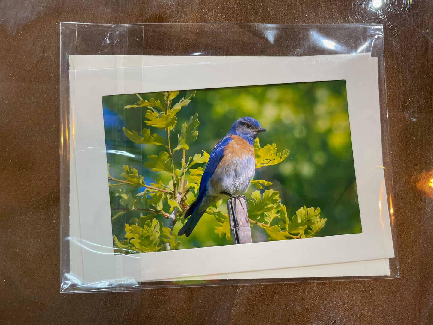 #28 4 x 6 Adam's Photography - Western bluebird