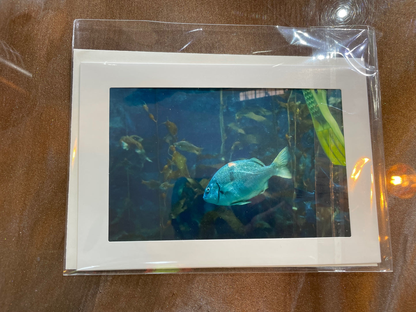 #22 4 x 6 Adam's Photography - Fish
