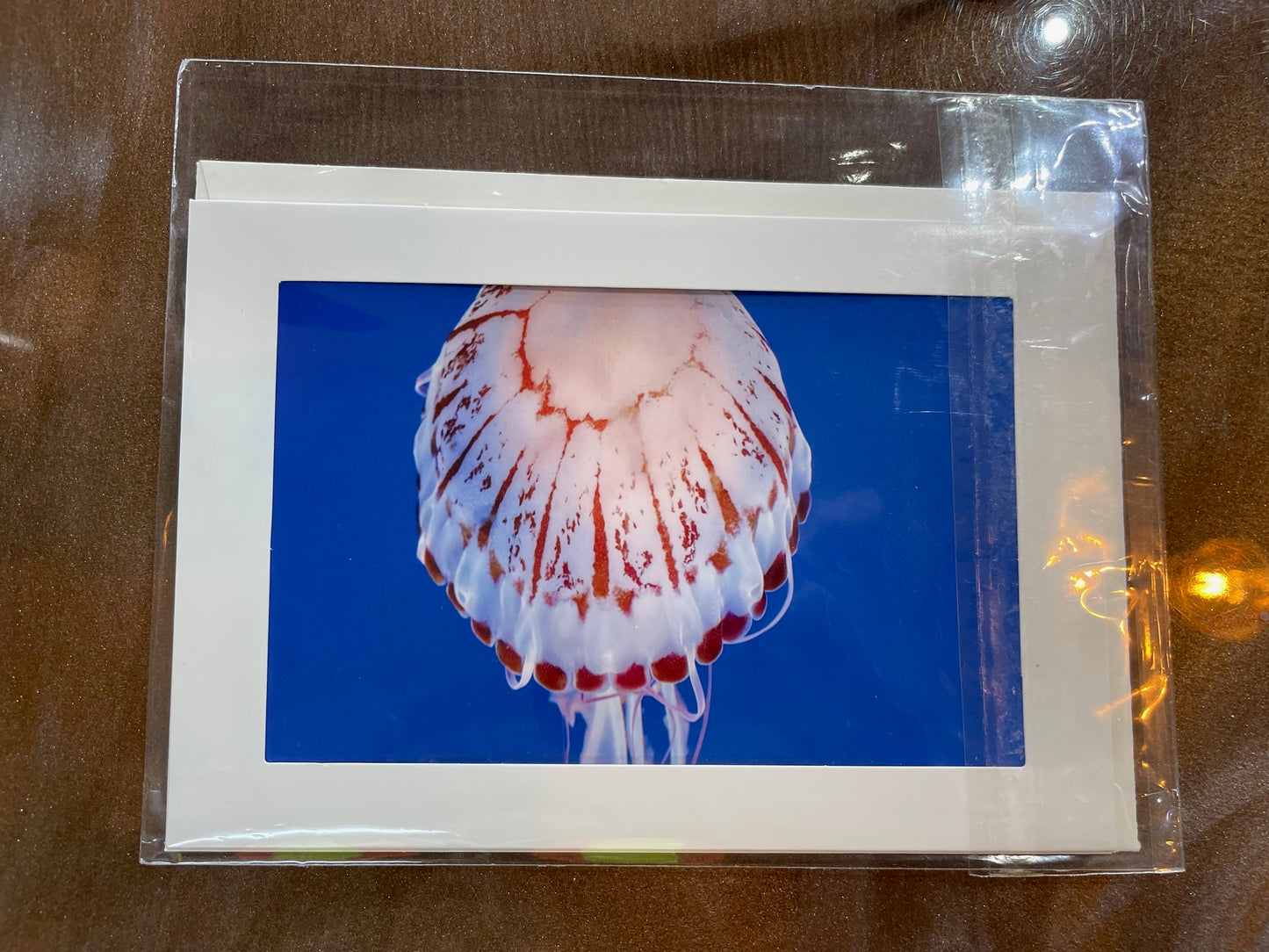 #17 4 x 6 Adam's Photography - Jellyfish