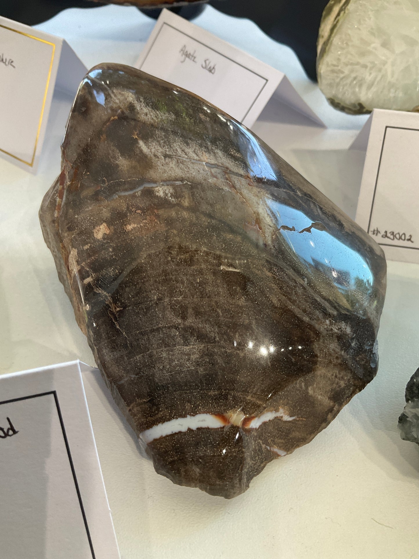 HL Yellowstone Petrified Wood