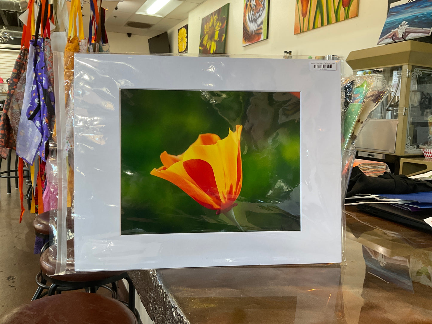 ABP 8x10 California Poppy