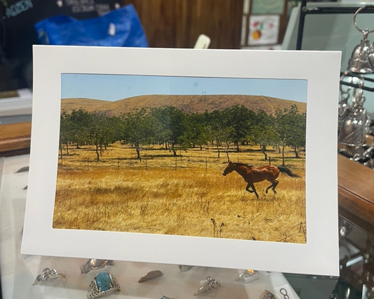 4 x 6 Adam's Photography - Galloping Through the Golden Fields – Hollister, CA