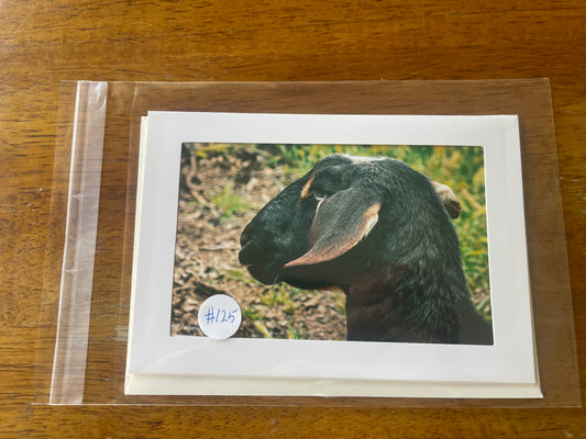#125 Sheep 4 x 6 Adam's Photography - Monkey Trail
