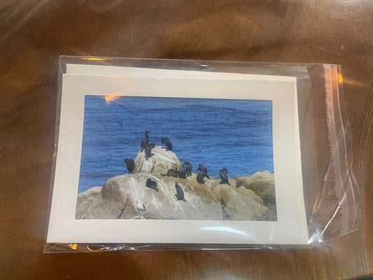 4 x 6 Adam's Photography - Sea lion