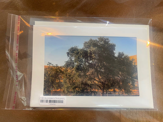 4 x 6 Adam's Photography - Tree