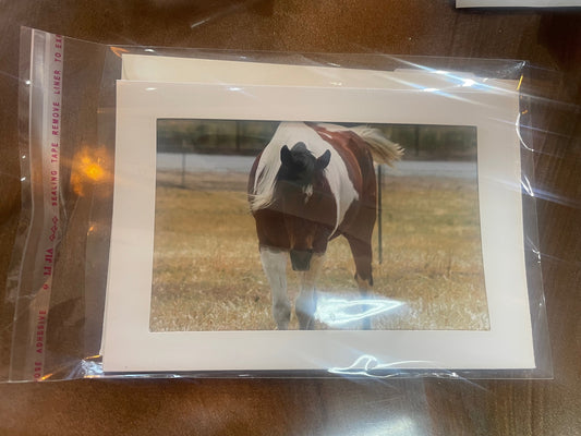 4 x 6 Adam's Photography - Horse