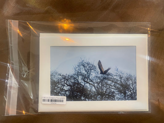 4 x 6 Adam's Photography - Bird