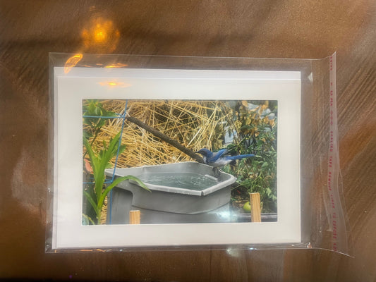 4 x 6 Adam's Photography - Scrub Jay bird