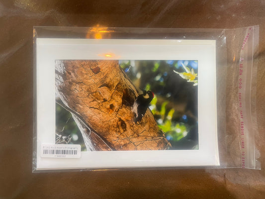4 x 6 Adam's Photography - Bird