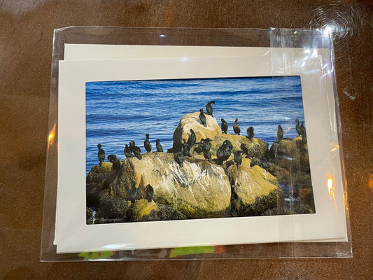 #12 4 x 6 Adam's Photography - Phalacrocorax