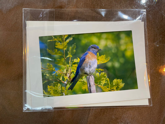 #28 4 x 6 Adam's Photography - Western bluebird