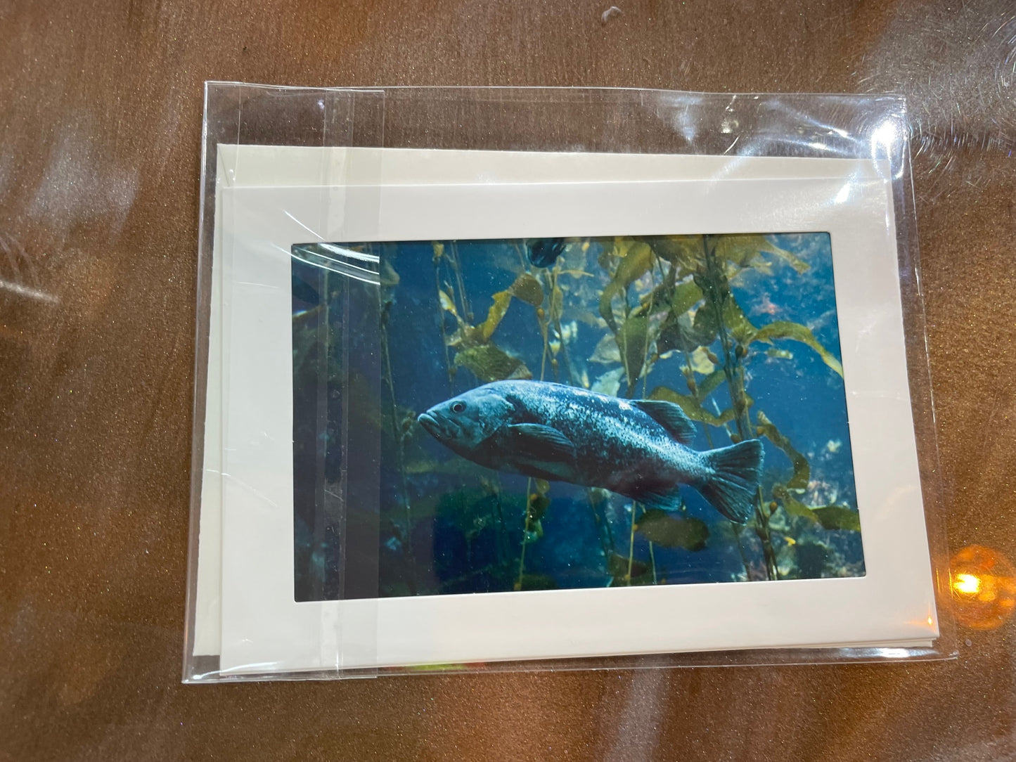 #18 4 x 6 Adam's Photography - Fish