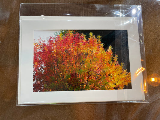 #21 4 x 6 Adam's Photography - Fall Colors