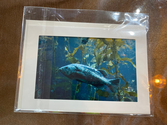 #24 4 x 6 Adam's Photography - Fish