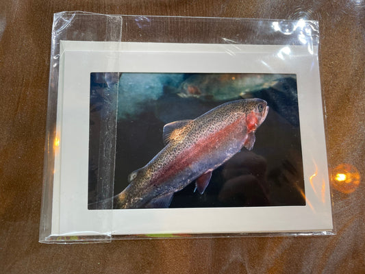 #25 4 x 6 Adam's Photography - Fish