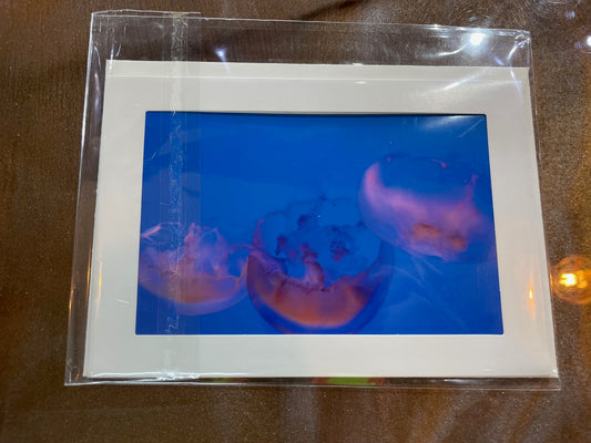 #26 4 x 6 Adam's Photography -  Jellyfish