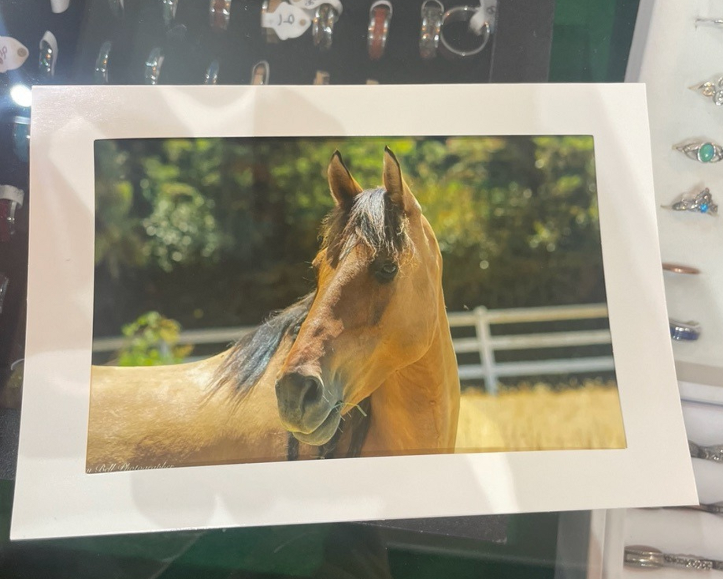 4 x 6 Adam's Photography - Graceful Gaze – Hollister, CA