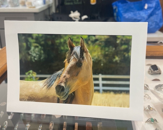 4 x 6 Adam's Photography - Graceful Gaze – Hollister, CA