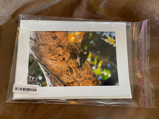 4 x 6 Adam's Photography - Woodpecker